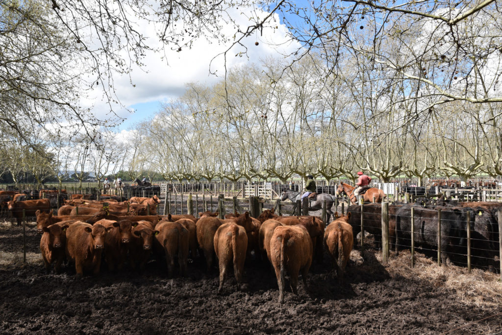 Ignacio Iriarte: «La recuperación de precios en la ganadería llegaría ...