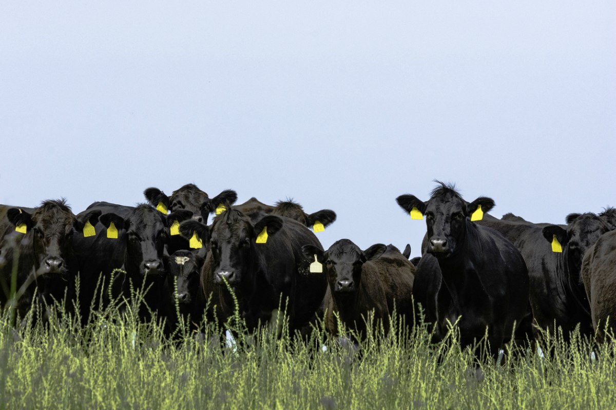 El 75 de las vacas son raza Angus en Argentina AgroLink