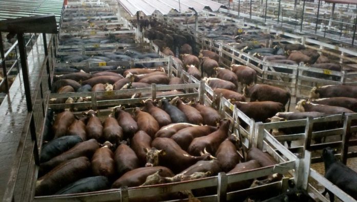 Mercado de Liniers el consumo mantuvo precios pero bajó la calidad