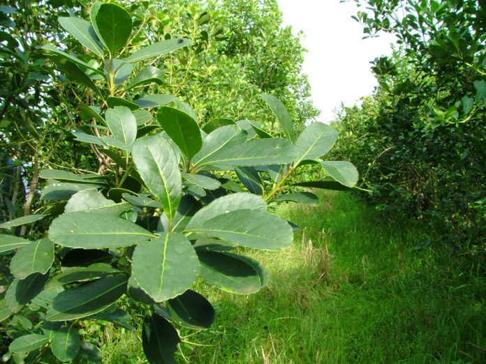 plantacion-yerba-mate-1-696x522