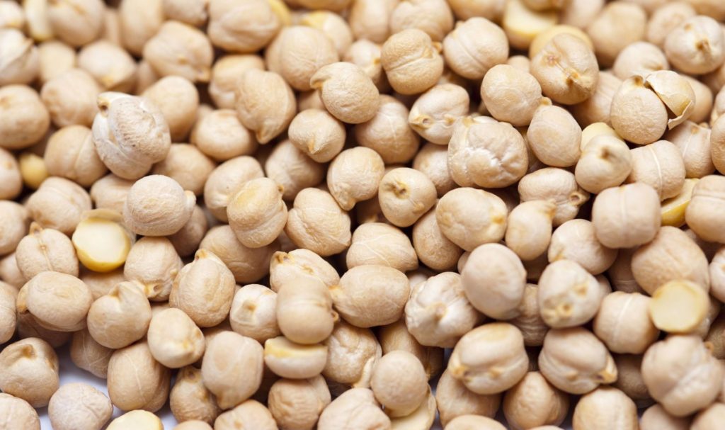 Garbanzos la importancia de elegir semilla certificada AgroLink