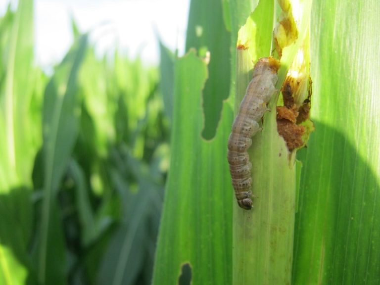 Pautas para controlar el gusano cogollero en maíz y sorgo | AgroLink