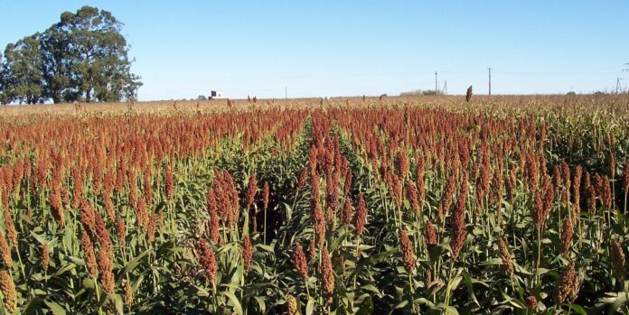sorgo sorgo