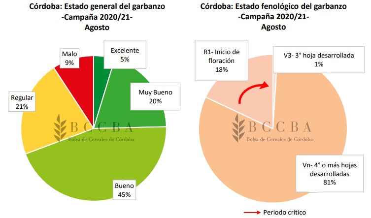 Peligra la buena condici&oacute;n del garbanzo si las condiciones clim&aacute;ticas no mejoran en C&oacute;rdoba