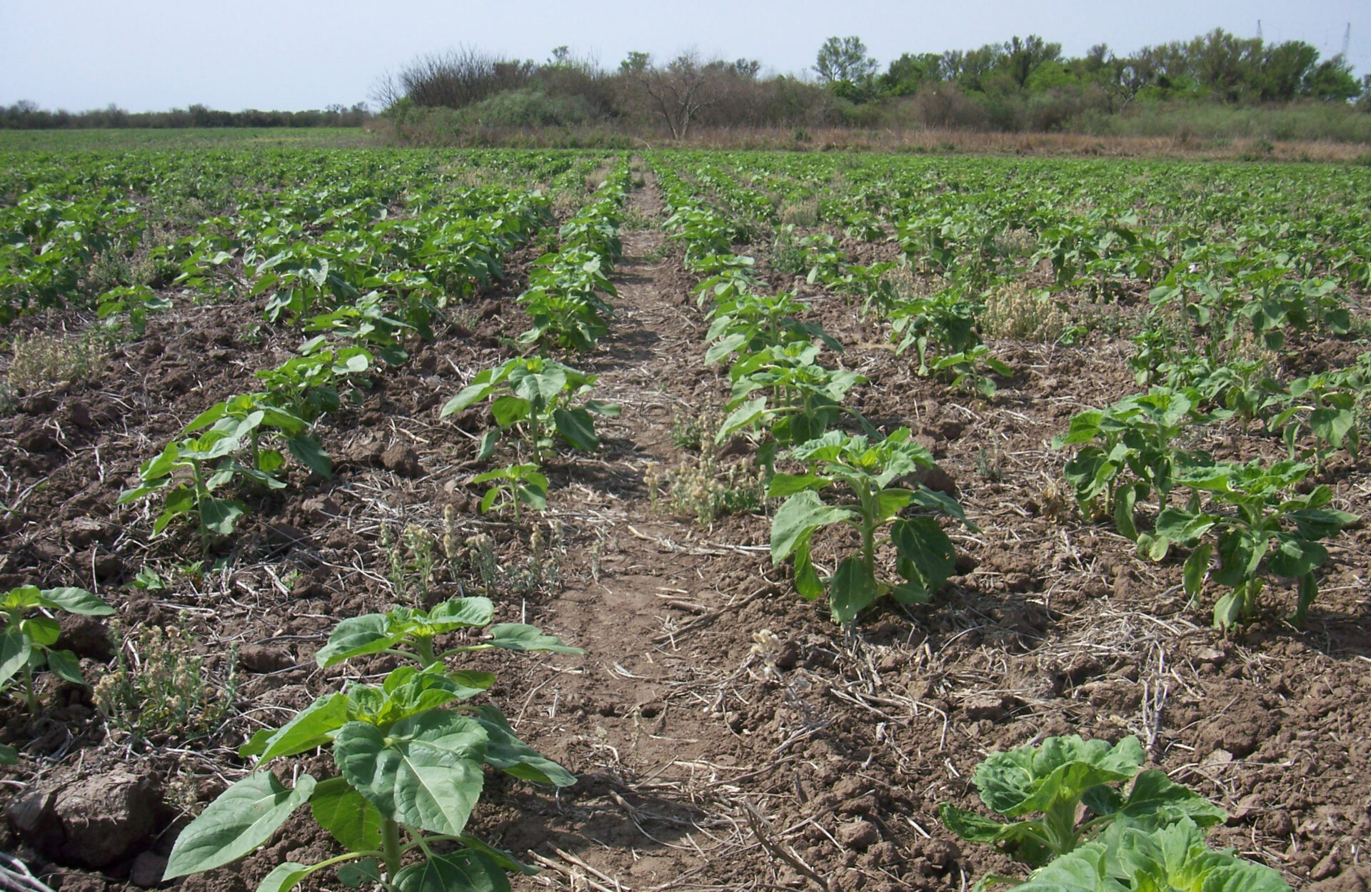 Se demora la siembra de girasol debido a la falta de lluvias - Agrolink