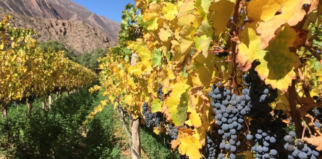 PROVIAR productores vitivinícolas