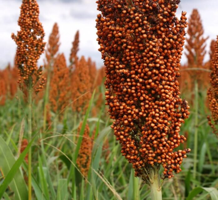 sorgo-696x638