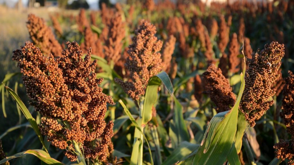 sorgo-1-1024x575