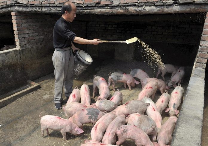 peste porcina africana en China