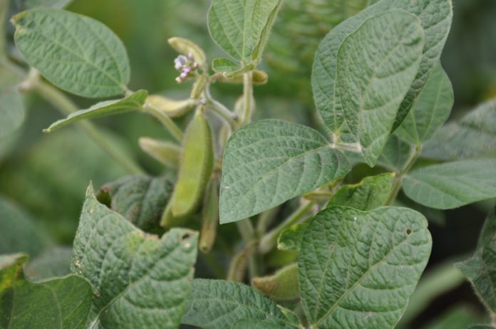 variedades de soja no modificada genéticamente- no OGM