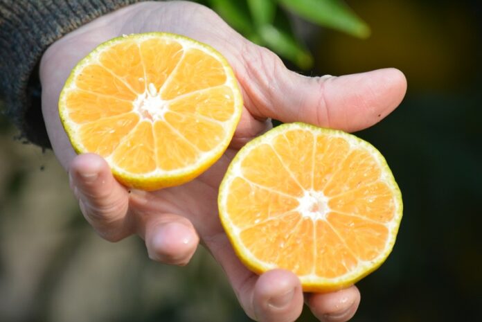 Variedades de mandarinas saneadas