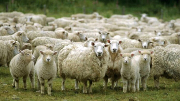 ley ovina ganadería