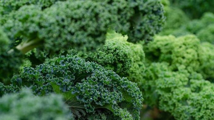 kale fauba
