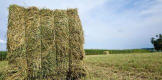 forraje emergencia agropecuaria