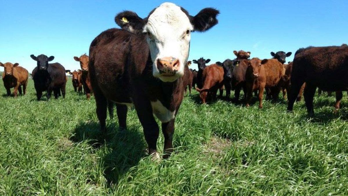 parásitos- bovinos de recría pastoril
