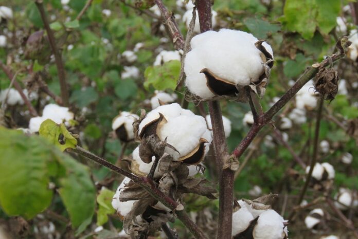 algodón con fibras extra largas