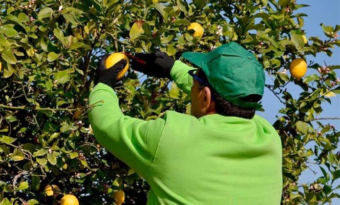 trabajadores de citrus