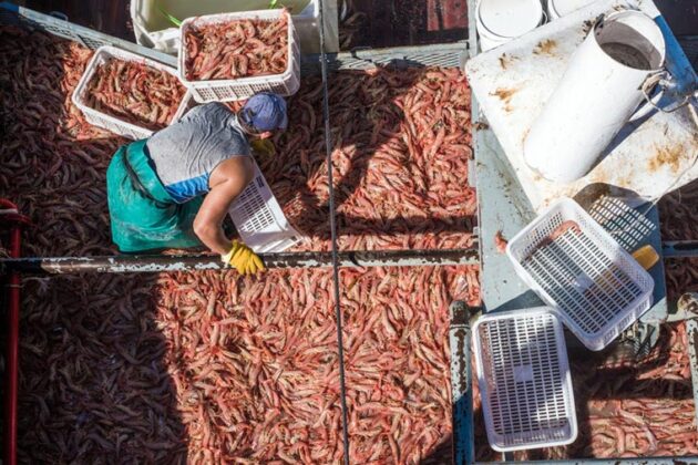 Mar del Plata: más de 50 buques serán parte de la zafra de langostino