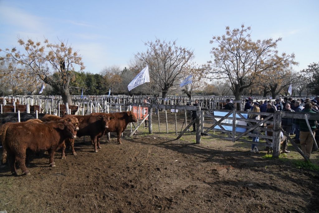 Se realizó el 5° Concurso de Novillos en la Sociedad Rural de Cañuelas ...