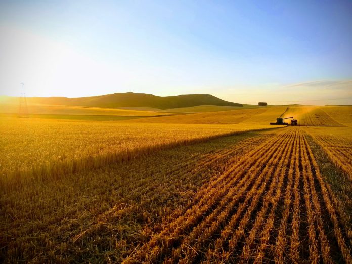 Granos, papa, man&iacute;, nueces, olivos, frutillas y carne: c&oacute;mo se adaptan y qu&eacute; oportunidades hay detr&aacute;s de los proyectos de ADBlick Agro