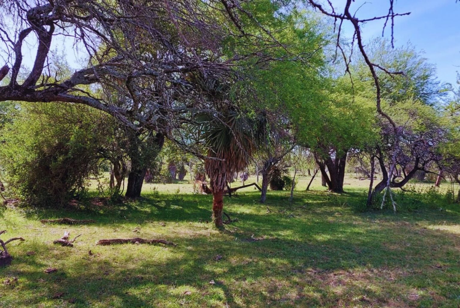 Bosque nativo: regulan y brindan asesoramiento para la producci&oacute;n de le&ntilde;a