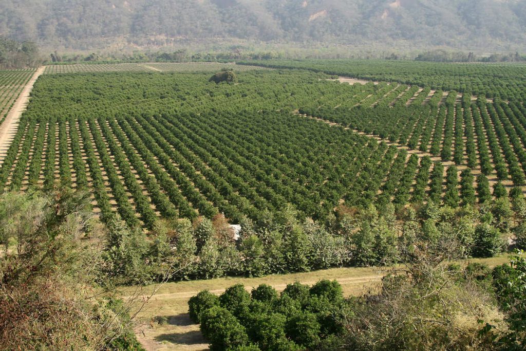 Cultivo y cosecha de frutas en Ledesma 