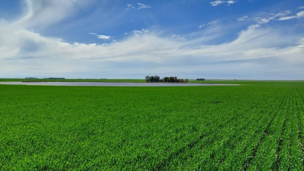 Despite the lack of significant rainfall, wheat is holding up in Entre Ríos