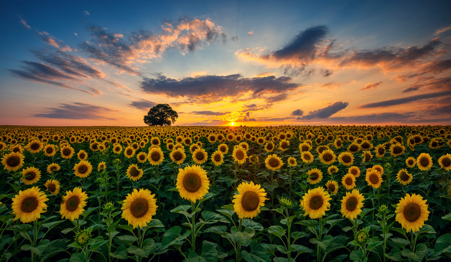 lluvias girasol