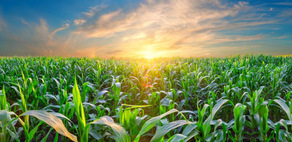 What are the benefits of refertilizing corn with nitrogen to maximize its yields?