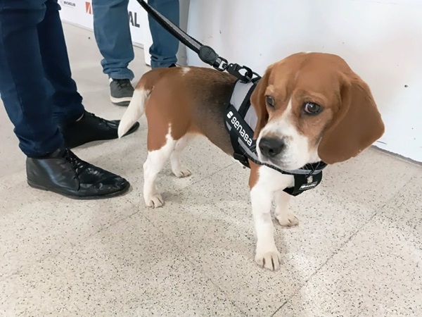brigada canina en los aeropuertos 
