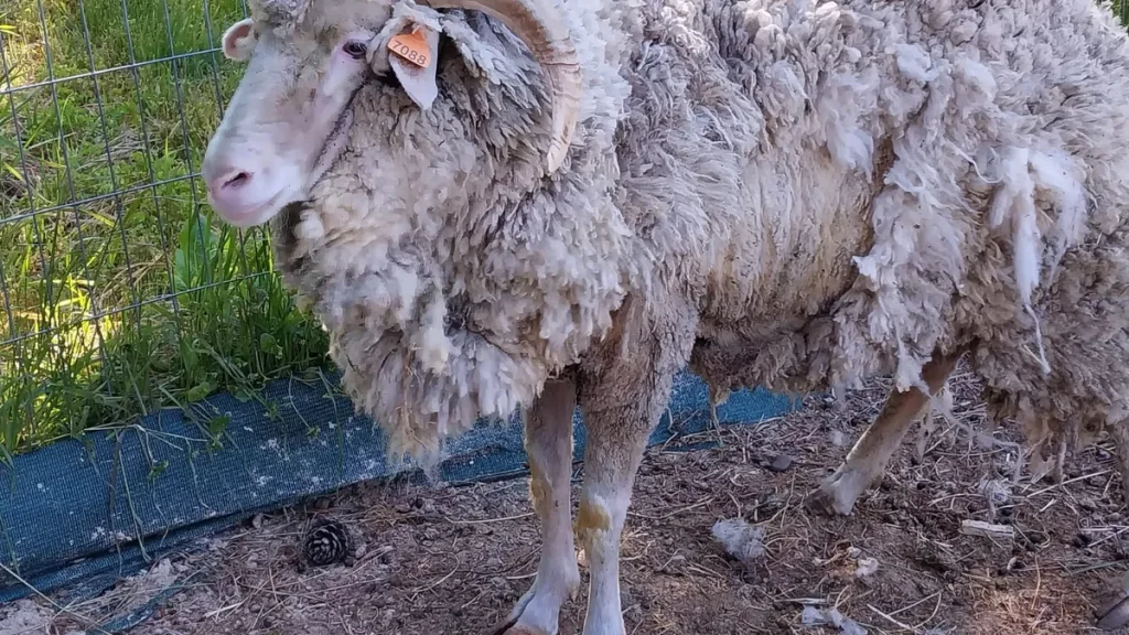 Ante El Brote De Sarna Ovina En R O Negro Y Neuqu N Difunden Medidas Para Prevenirla Agrolink