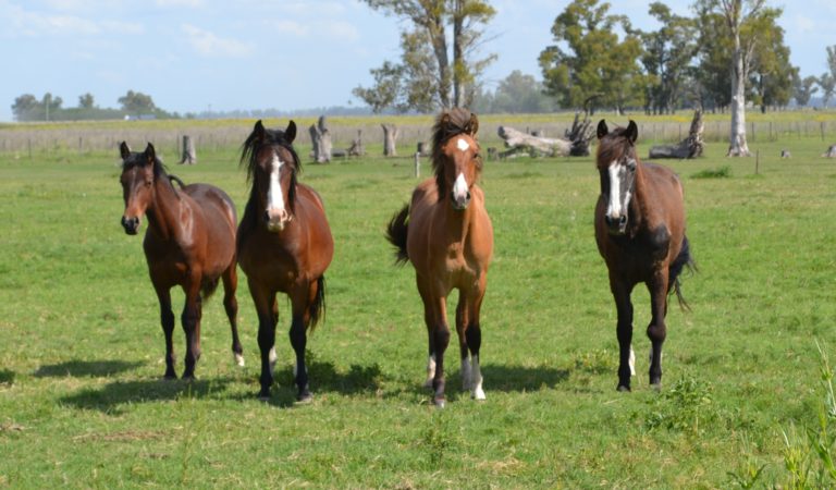 Caballo criollo