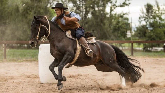 caballo criollo