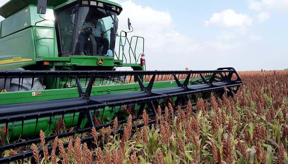 sorgo granífero 