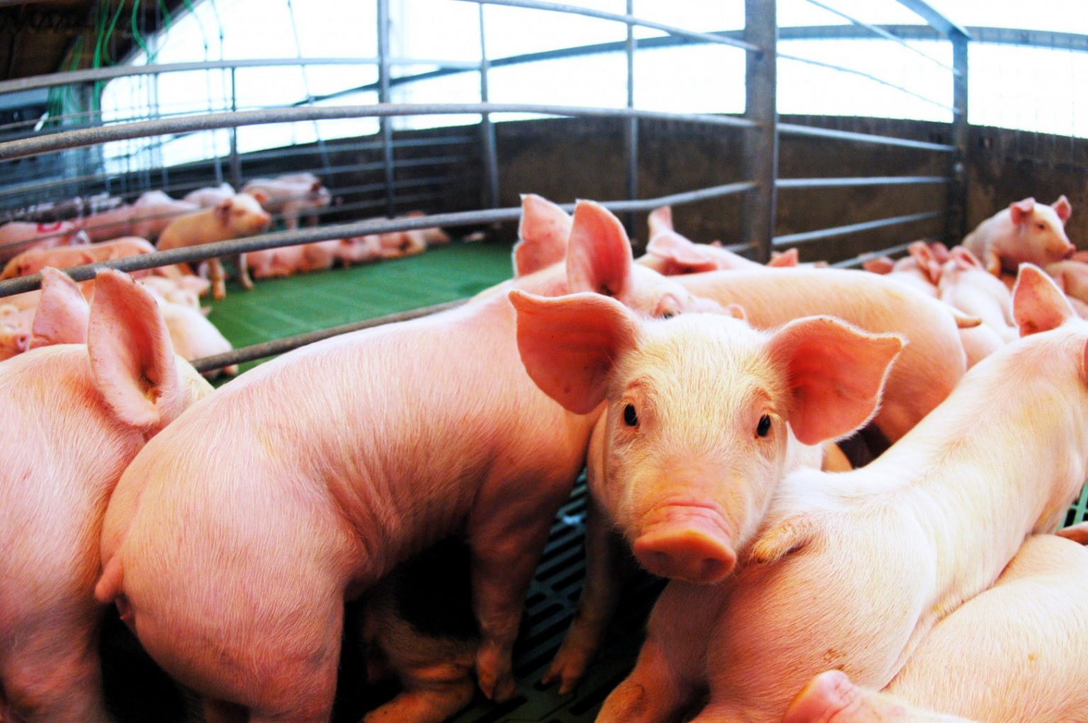 El gobierno de Milei elimin&oacute; los derechos de exportaci&oacute;n en productos agroindustriales
