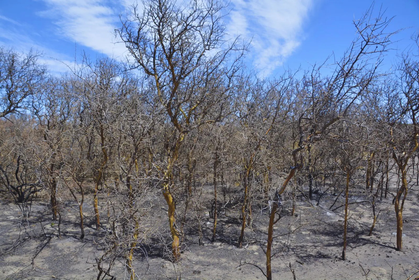 INTA INCENDIOS