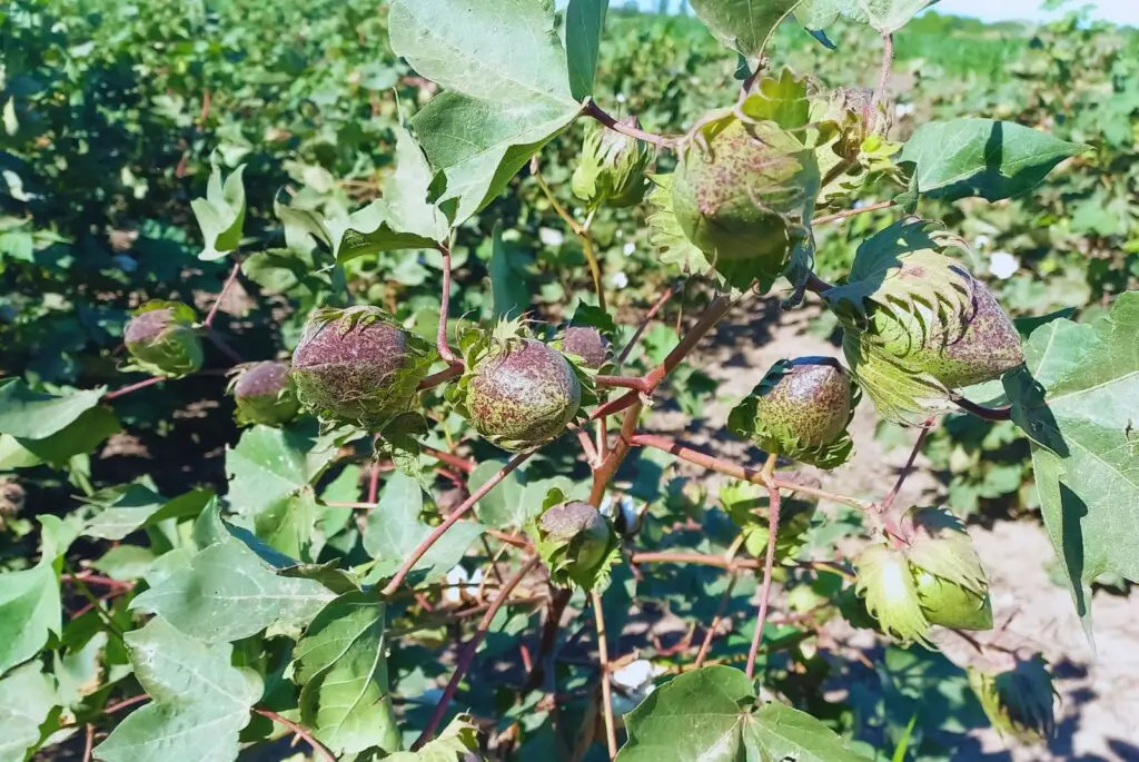 fibras de algodón 