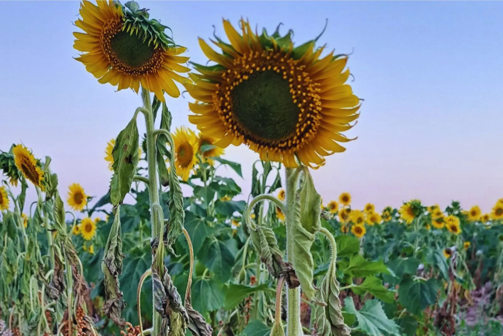 sopo girasol 