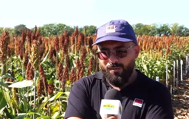 sorgo