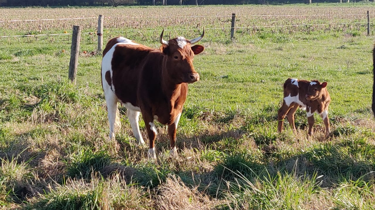 un proyecto universitario alcanzó un nuevo logro para conservar el acervo genético de la raza bovina Criolla