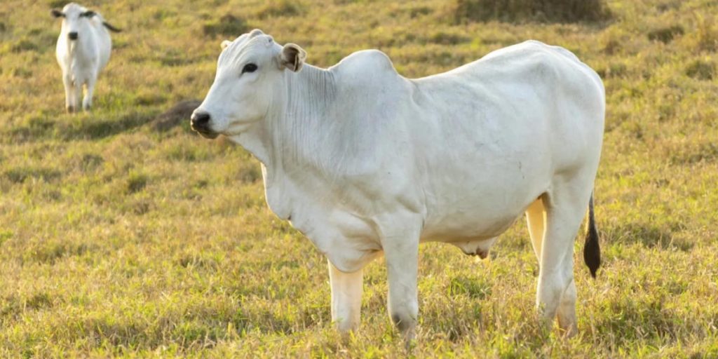 “Brasil hoy tiene un volumen de más de 200 millones de cabezas y