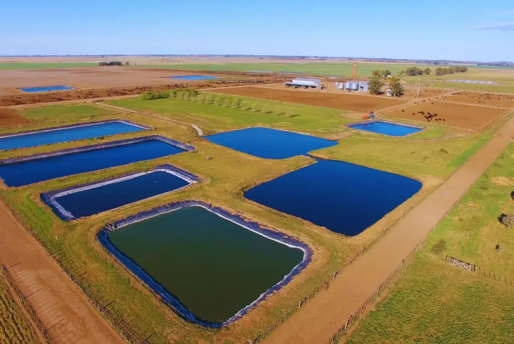 inta feedlots 