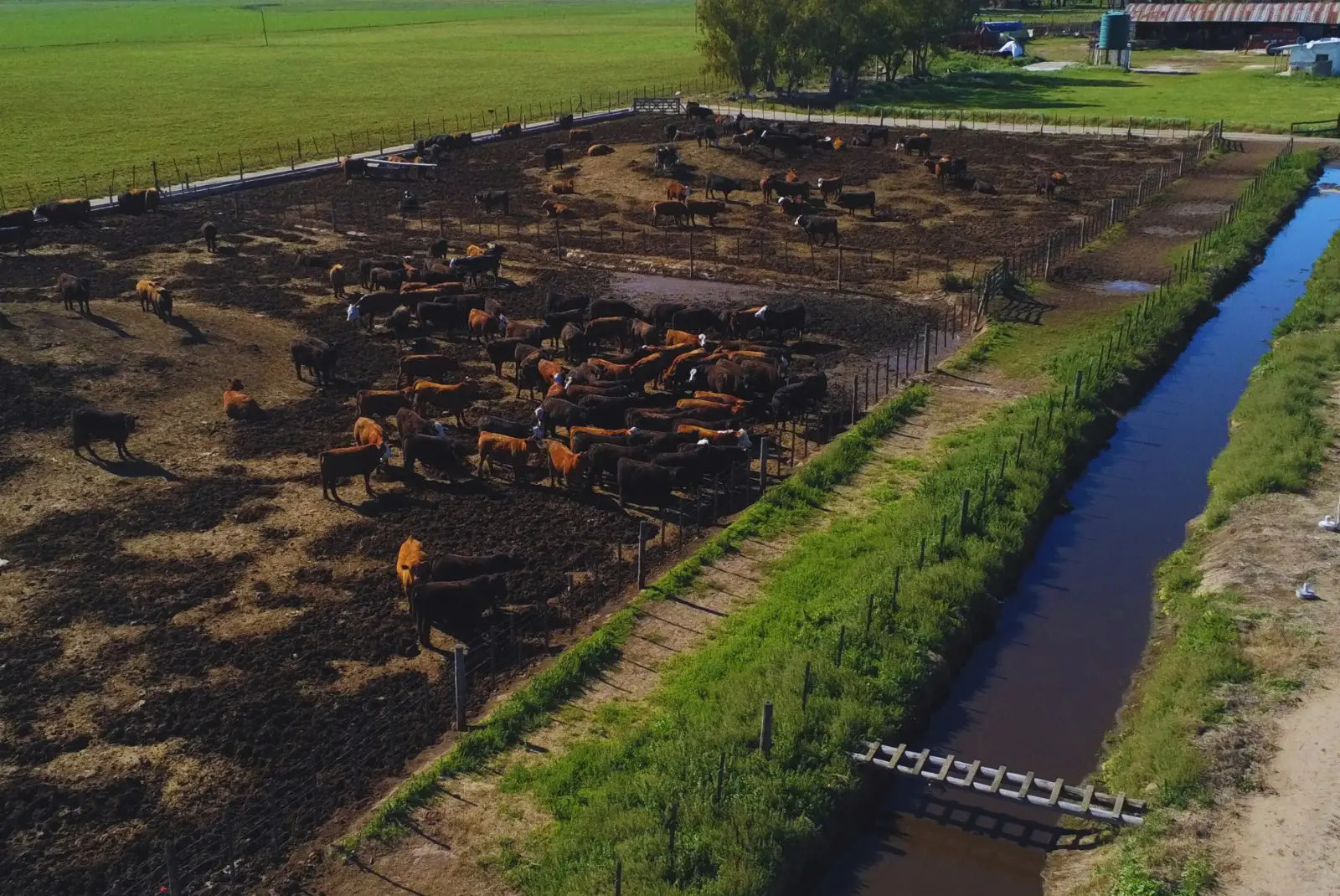 inta feedlots 