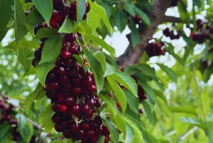 cereza