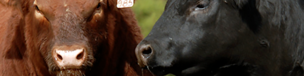 Los hermanos Rueco buscan llevar cortes premium de carne argentina a todos los rincones del mundo