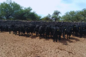 vaca