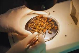 abejas