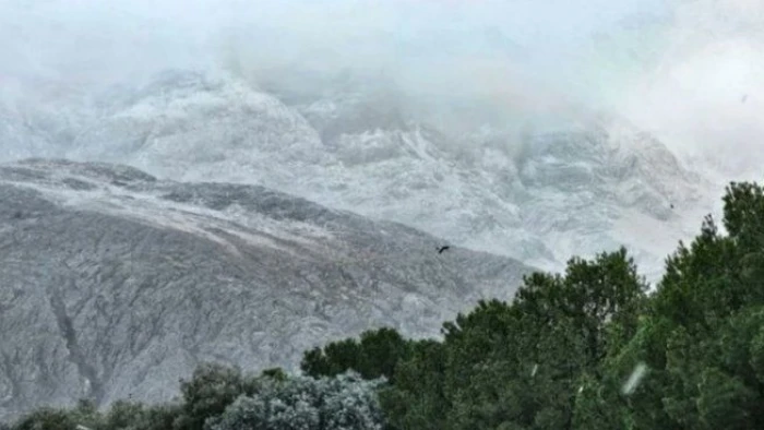 ola polar