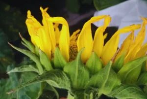 girasol