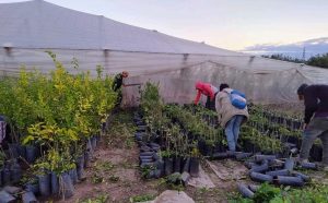 plantas